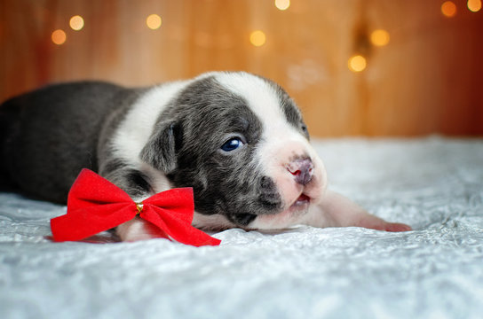 american staffordshire terrier dog cute puppies blue color photo shoot lovely