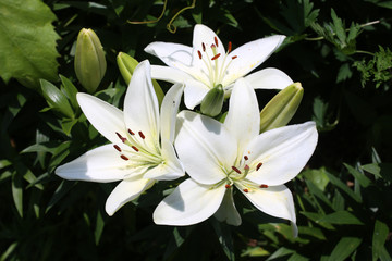 Growing white lilies