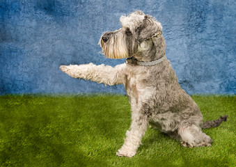 Cute and funny dog photo portrait