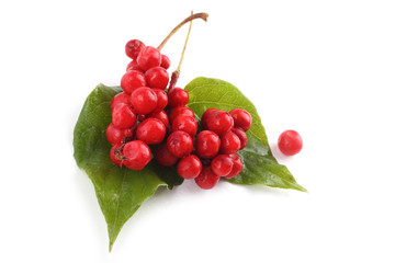 Schisandra Chinensis isolated on white