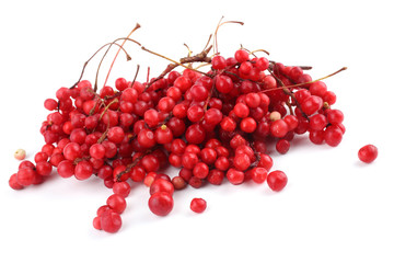 Schisandra Chinensis isolated on white