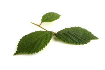 Nanking cherry branch