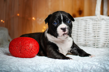 american staffordshire terrier dog cute puppies black color photo shoot lovely