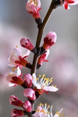 Springtime. Delicate apricot flowers close-up. Vertical frame. © Viacheslav