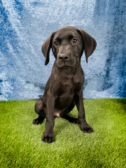 Cute and funny dog photo portrait