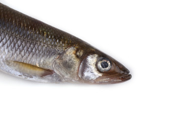Smelt fish isolated on white. (Big Pacific smelt - Osmerus mordax)