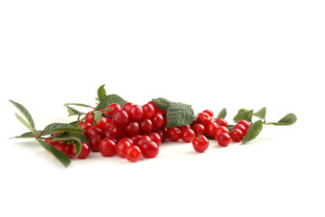 Nanking cherry and branch