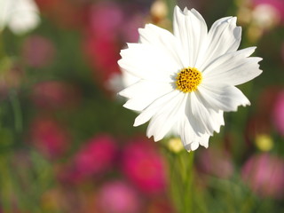 Fototapeta premium Cosmos flower springtime in garden, white color on blurred of nature background