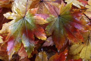 Autumn maple leaves background