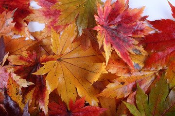 Autumn maple leaves background