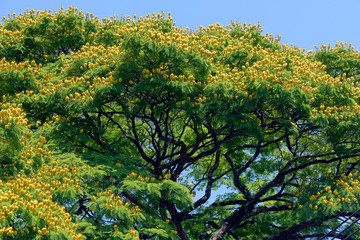 Fototapeta na wymiar Closeup of treetop in bloom of sibipirura