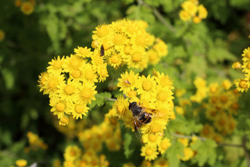 Yellow chrysanthemums background