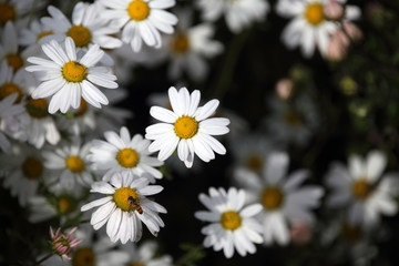Fototapeta premium White little chrysanthemums