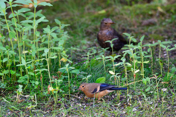  Junger Gimpel im Garten	