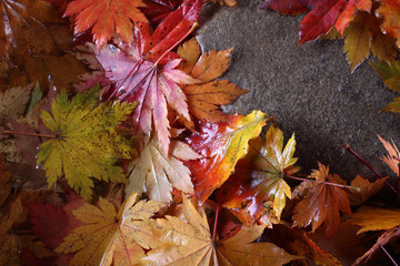 Autumn leaves in forest