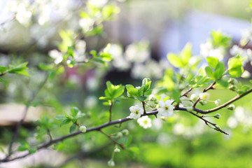 spring blossom in spring