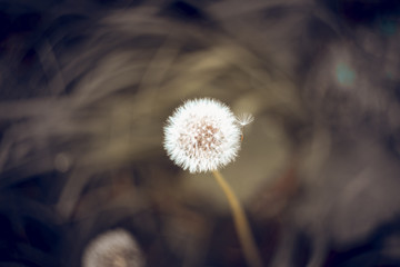 dandelion on blue background