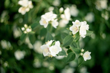 white flowers in the garden