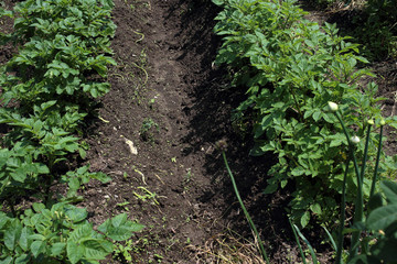 Potato growing on field