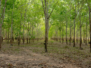 row of rubber trees in the rubber plantation