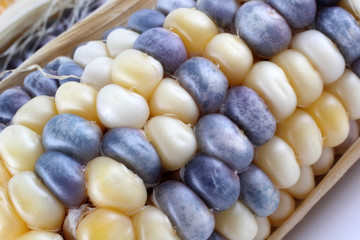 Colorful corn background