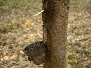 Latex collection from the rubber tree