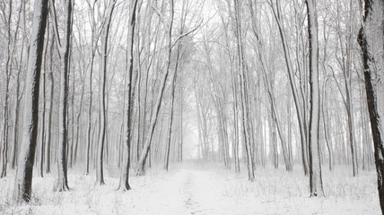 Snow falling in a forest with trees covered in snow