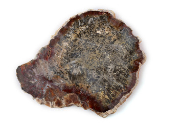 Ancient wood fossil