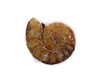 Fototapeta premium Cut ammonite