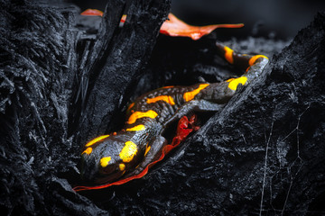 Schlafender Feuersalamander in schwarzer Umgebung mit roten Blättern.