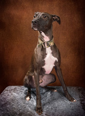 Cute and funny dog photo portrait