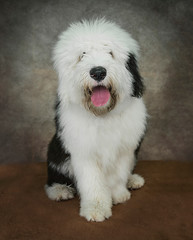 Cute and funny dog photo portrait