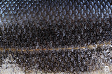 Rudd fish scales background © Alex Coan