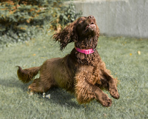 Cute and funny dog photo portrait