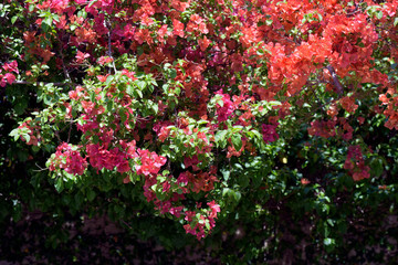 Obraz na płótnie Canvas Flowering bougainvillea bush