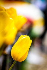 Yellow Tulips