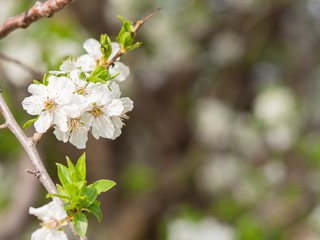 Blooming prunus tree in spring background