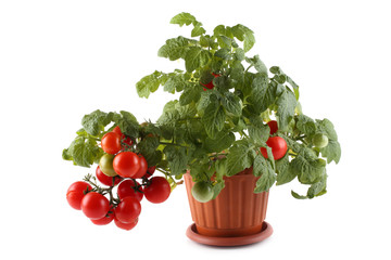 Cherry tomato growing in pot