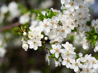 Blooming prunus tree in spring background