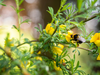 Cytisus (Chamaecytisus) plant blooming with yellow flowers and bumble-bee