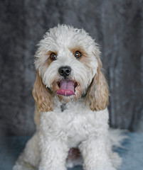 Cute and funny dog photo portrait