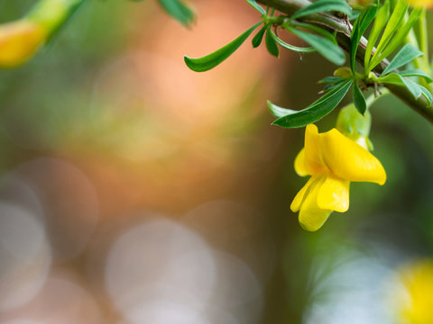 Cytisus (Chamaecytisus) plant blooming with yellow flowers