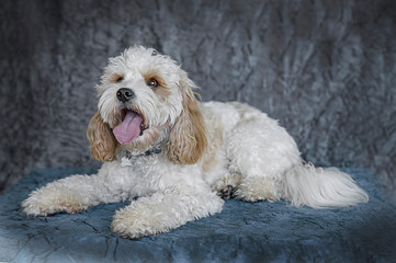 Cute and funny dog photo portrait