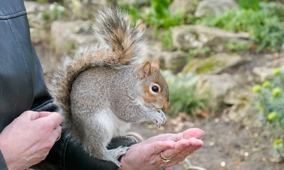 Squirrel’s story in St. James's Park, London, UK