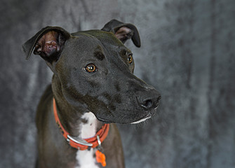 Cute and funny dog photo portrait