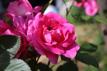 Pink rose in garden. Northern variety