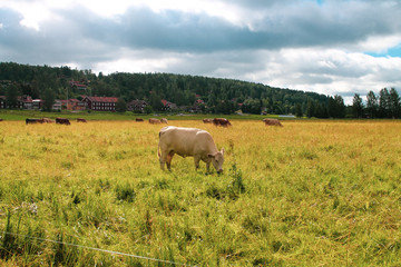 Fototapeta premium Cow in swedish landscape