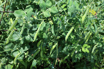 Growing pea. Young flowers and pods