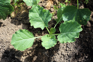 Growing cabbage on farm. Agricultural background
