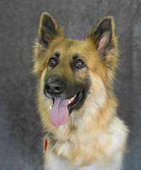 Cute and funny dog photo portrait